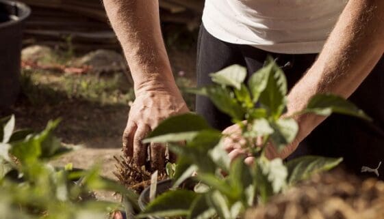 gardening depression lockdown